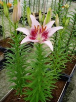 [1615 Dotcom No02.JPG]